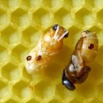 Two drone pupae of the Western honey bee with varroa mites.