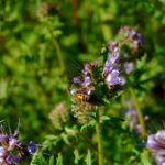 Bee stewardship award open for nominations