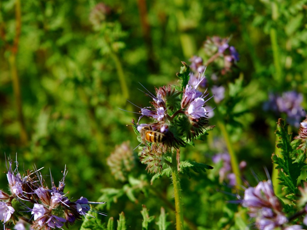 Bee stewardship award open for nominations
