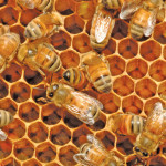bees