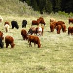If one cow is magnesium deficient it is not uncommon for more cases to develop rapidly and one must assume the whole herd could be borderline deficient.
