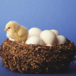 chick and eggs