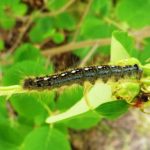 While forest tent caterpillars are high in number this year, they are not a direct a threat to most crops.
