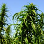 Slow licensing process shuts out hemp growers