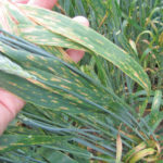 Agriculture and Agri-Food Canada research shows early fungicide applications aimed at protecting wheat from leaf spot diseases doesn’t provide any benefit when infection is light and can do more harm than good.