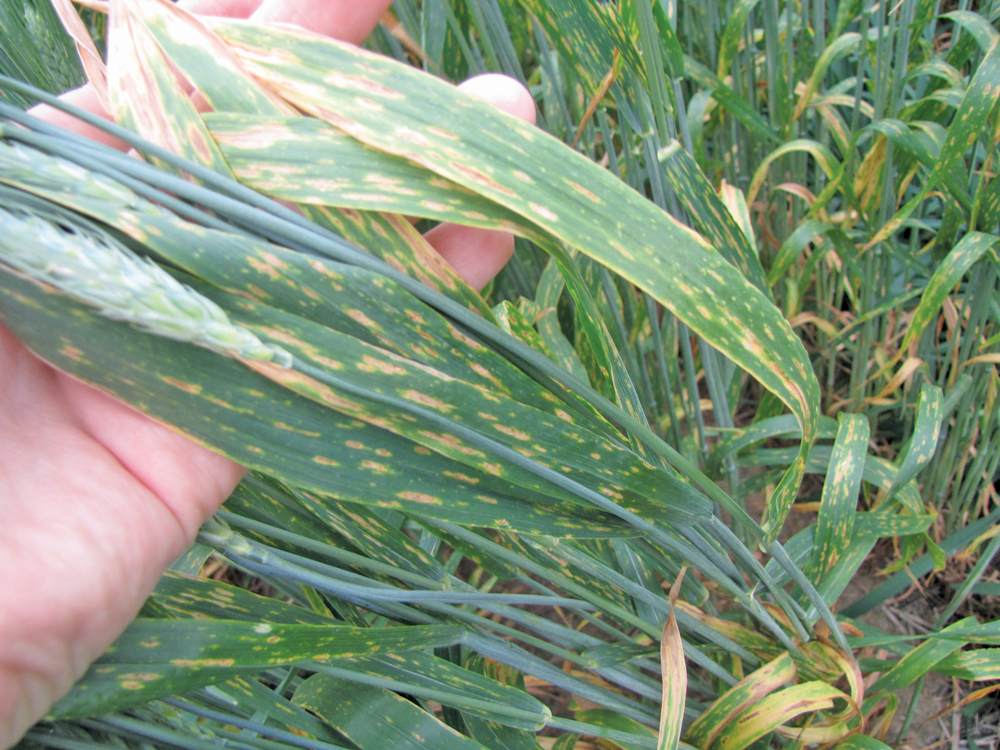 Agriculture and Agri-Food Canada research shows early fungicide applications aimed at protecting wheat from leaf spot diseases doesn’t provide any benefit when infection is light and can do more harm than good.