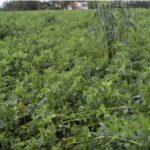 Lodged alfalfa in a field in southeastern Manitoba.