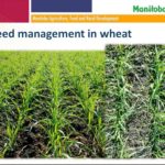 Weeds are more obvious when looking at a wheat crop down (r) than looking at it sideways, says Manitoba Department of Agriculture weed specialist Jeanette Gaultier.
