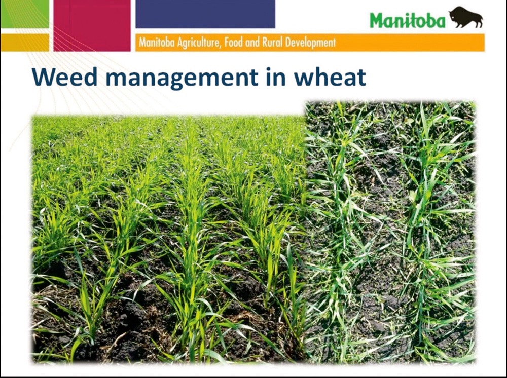 Weeds are more obvious when looking at a wheat crop down (r) than looking at it sideways, says Manitoba Department of Agriculture weed specialist Jeanette Gaultier.