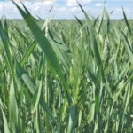 Manitoba’s winter wheat crop is at or near the window for fungicide applications.