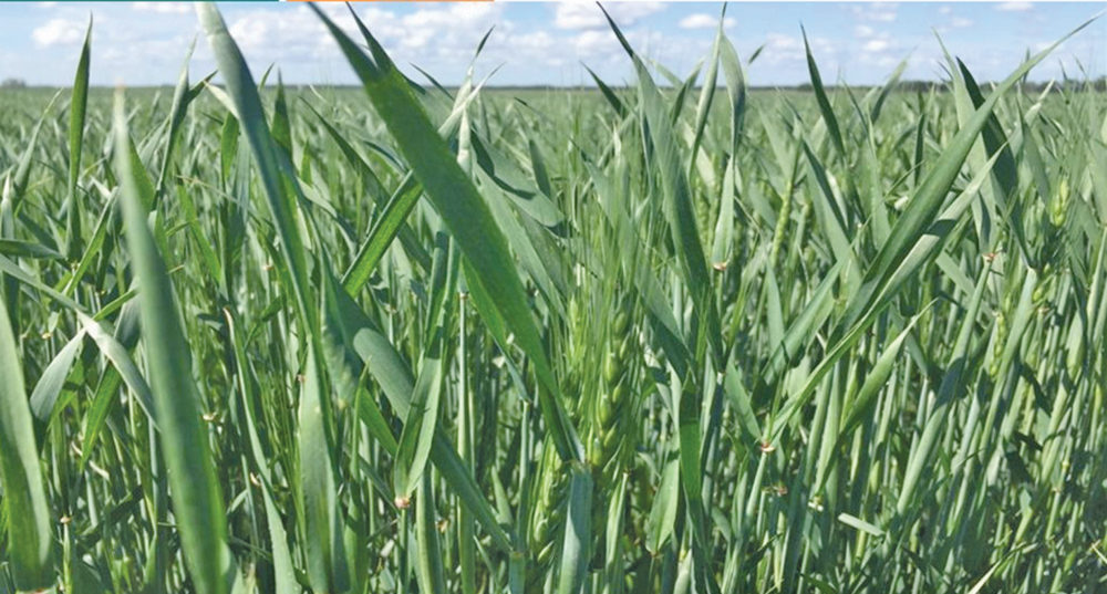 Manitoba’s winter wheat crop is at or near the window for fungicide applications.
