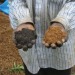 The soil created by adding charcoal and kitchen waste, at left, is visually superior to the usual red African earth on the right.