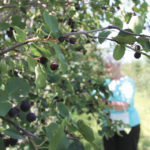 Manitoba’s fruit growers are expecting 2016 to tally good or better-than-average yields of strawberries, saskatoons, raspberries and cherries, despite persistent rain and lingering worries about a return of spotted wing drosophila.