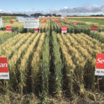 SeCan is celebrating its 40th anniversary. The not-for-profit company is Canada’s biggest distributor of certified seed.