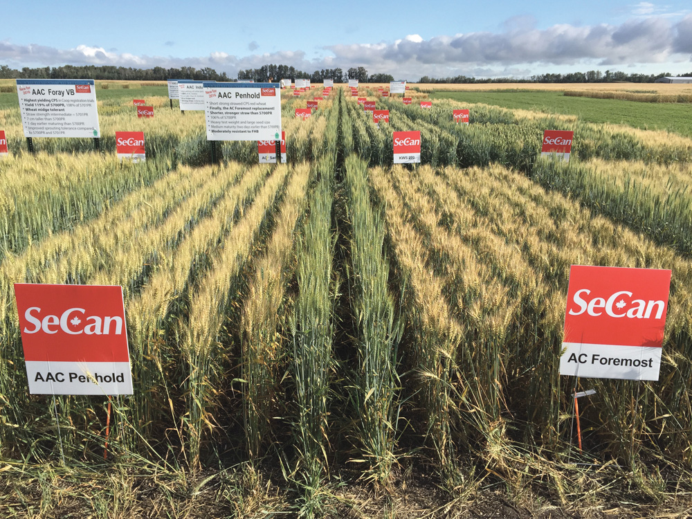 SeCan is celebrating its 40th anniversary. The not-for-profit company is Canada’s biggest distributor of certified seed.