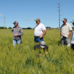 Ducks Unlimited hosted a grazing tour at Ryan Boyd’s operation on June 30 to discuss the benefits and challenges of growing winter wheat in western Manitoba.
