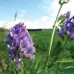 By the end of testing, most alfalfa fields were in the late-bud stage or starting to flower.