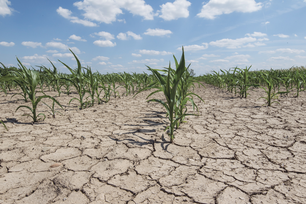 Crop breeding is not keeping pace with climate change