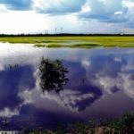 A flooded field in the Interlake in 2013.