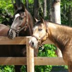 The common lumps and bumps of horses