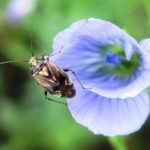 Lygus bug on flax.
