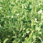 The Glenora area has outstanding pea fields. The numerous recent rainfalls in this area has worked in their favour.