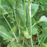 sclerotinia infected canola stems