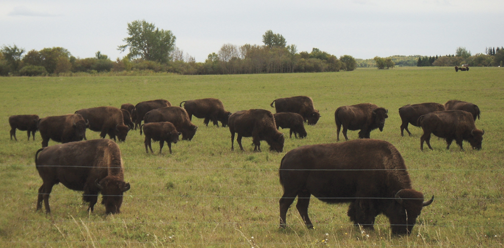 In vitro a bison first