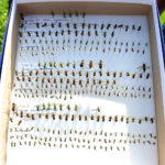 Manitoba has approximately 231 different species of native bees, including 24 different species of bumblebees.