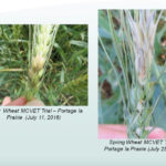 “Typically the (FHB) symptoms start to appear anywhere from 14 to 21 days after infection.” Pam de Rocquigny, Manitoba Agriculture.