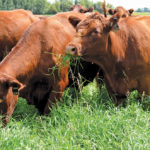 Researchers at the Brandon Research and Development Centre are conducting a plot trial on various
forages to determine what is most productive in Manitoba conditions.
