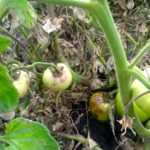 Manitoba gardeners need to be watching for late blight in their tomatoes and potatoes. These tomatoes have late blight and should be destroyed to protect Manitoba’s 64,500 acres of commercial potatoes.