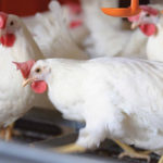 Layer hen rules fuelling scrutiny
