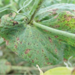 Wet weather has resulted in some Manitoba field peas being infected with mycosphaerella blight this year, says Dennis Lange, Manitoba Agriculture’s industry development specialist for pulses.