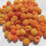 Yellow raspberries add unique colour and
flavour to any recipe.