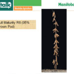 Manitoba’s soybeans progressing well