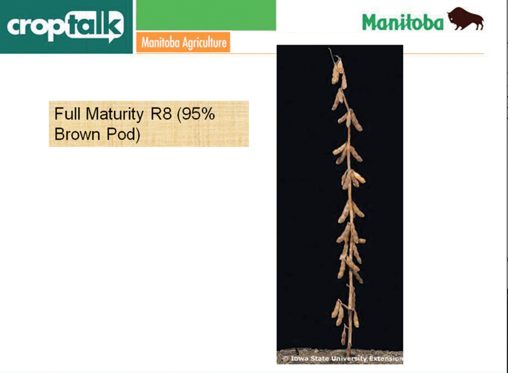 Manitoba’s soybeans progressing well