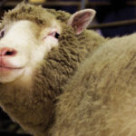 The world’s first clone of an adult animal, Dolly the sheep, bleats during a photocall at the Roslin Institute in Edinburgh, Scotland January 4, 2002.