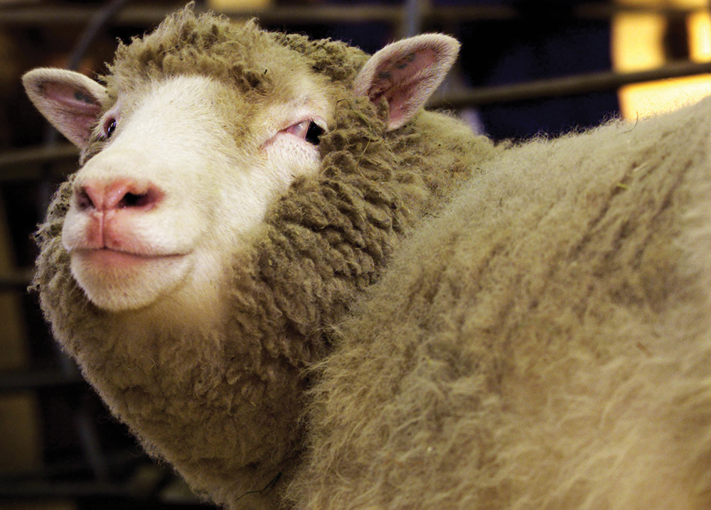 The world’s first clone of an adult animal, Dolly the sheep, bleats during a photocall at the Roslin Institute in Edinburgh, Scotland January 4, 2002.