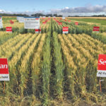 AAC Penhold, SeCan’s new Canada Prairie Spring, pushed insured CPS acres in Manitoba up 1,400 per cent this year, data from the Manitoba Agricultural Services Corporation shows.