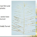 Canola seed colour change.