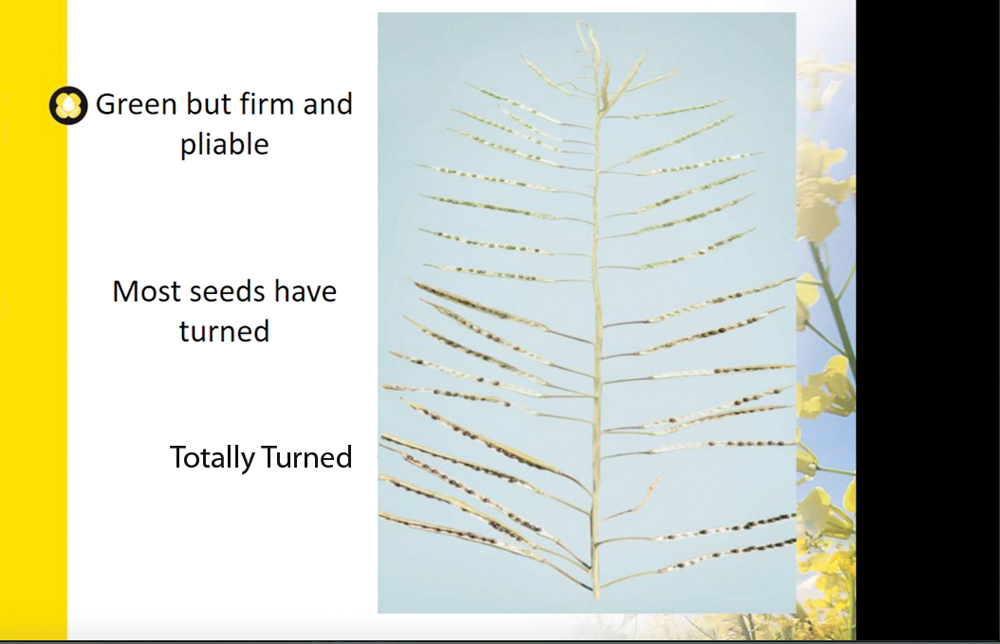 Canola seed colour change.