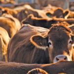 The Canadian cattle industry continues to work with McDonald’s Canada as part of a national discussion to verify the industry’s sustainability.
