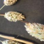 Fusarium head blight in canary grass.