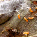 Larvae on sclerotinia infected plant tissue.