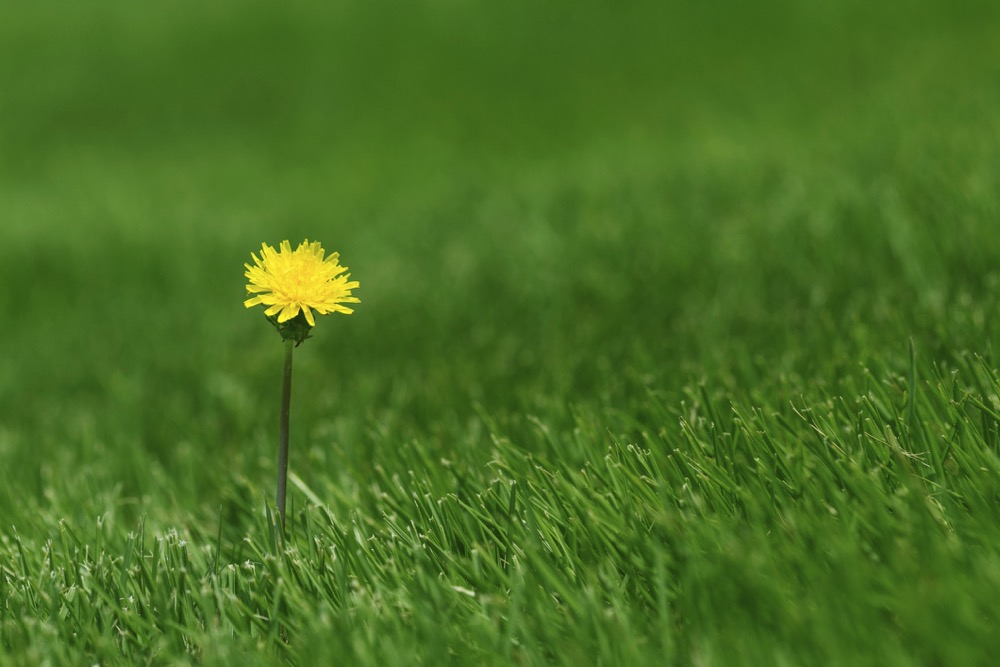 The dandelion is considered to be a beneficial weed by some and a noxious weed by others.