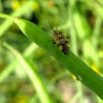 Lygus bug on canola pod.