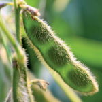 Soybeans.