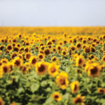 Sunflowers bloom near Gimli.