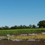 AAFC researchers are examining 341 two-row barley genotypes for their potential of handling waterlogging stress in Manitoba growing conditions.